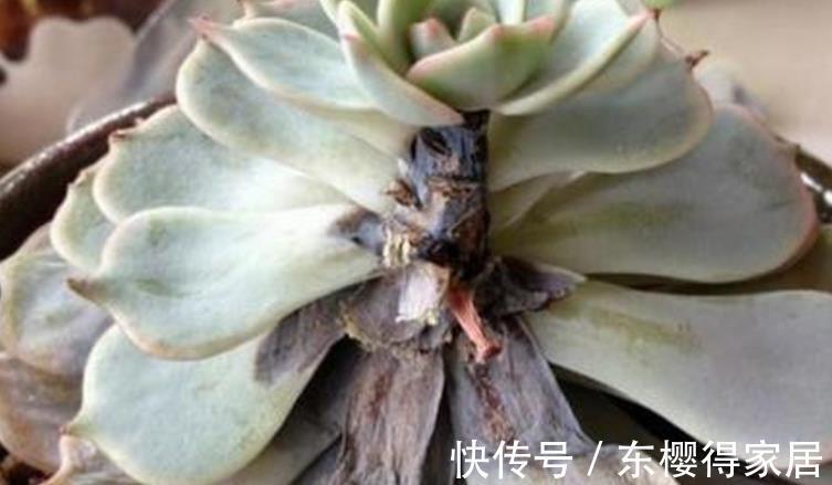 婴儿|天微凉,养这3款多肉,该小心黑腐问题
