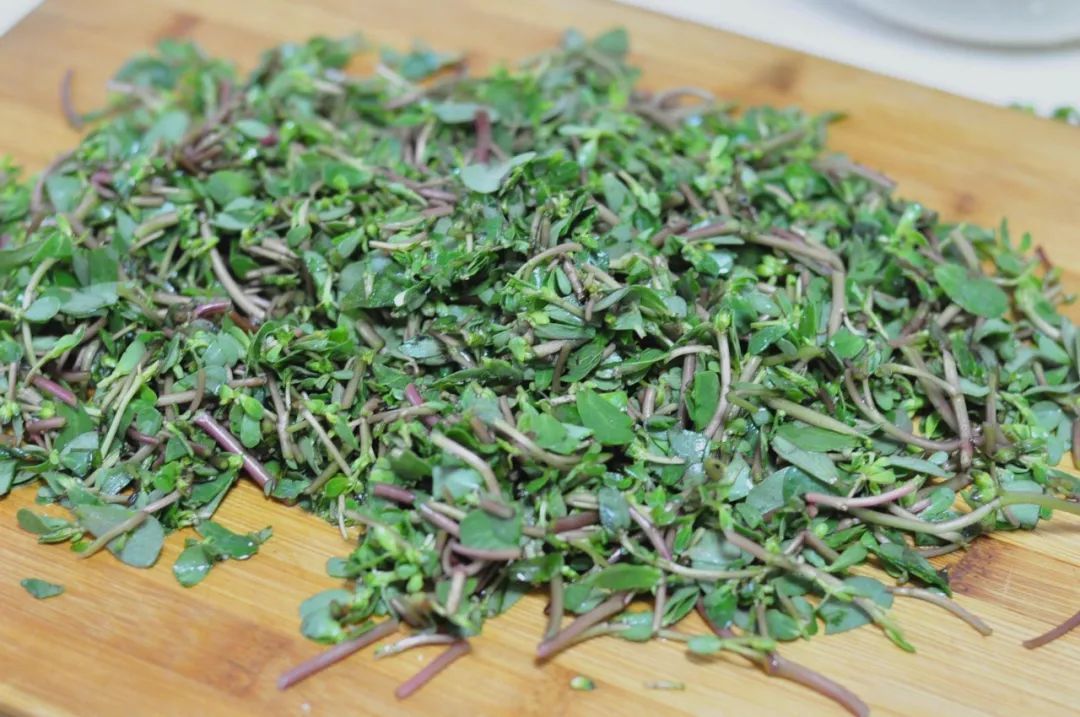 止痛|马齿苋是“救命”的良药?它隐藏的3个奇特功效,经常被人们忽视