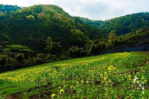 看，这漫山遍野的油菜花开了！