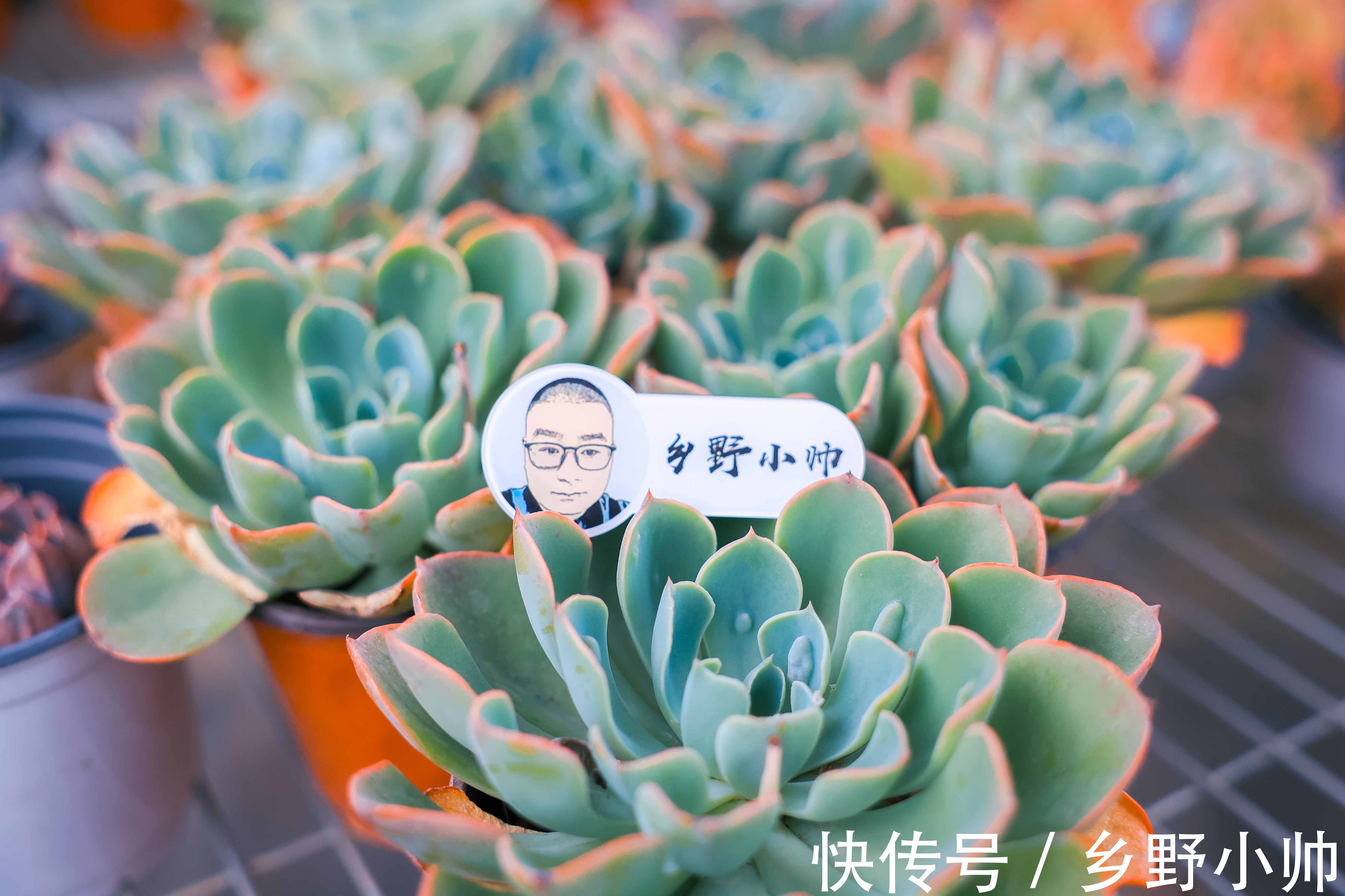 光照|想要高大的雨滴老桩?听小帅说,雨滴越来越美