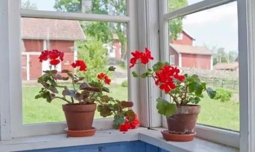 8种适合养窗台上的开花植物，给散射光就能经常有花看，适合新手