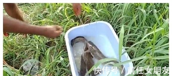 草太多,鱼被卡住了,镰刀都用上了,但钓获的鲶鱼很肥,值了