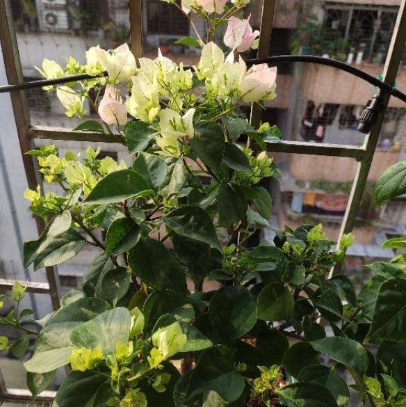 一树多色的三角梅,你养了吗