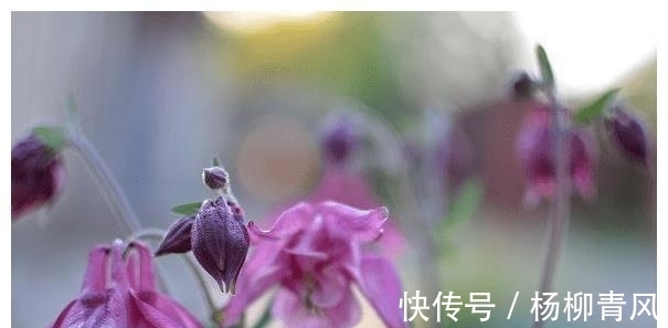 幸福|12月桃花运旺，爱情来，注定幸福，一生相随的星座