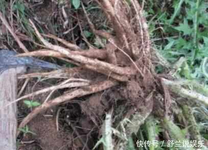 繁殖|农村这种野草繁殖力强,1斤几十元,但知道它的人很少!
