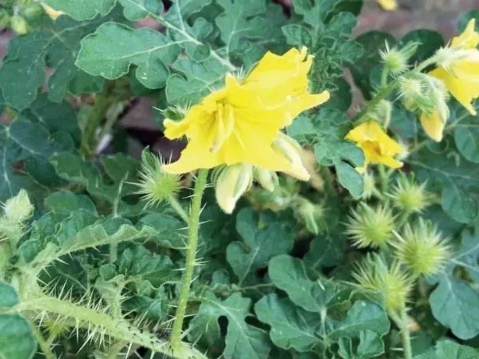 有毒性|20种有毒花,出门别乱摘,有小孩的特别注意