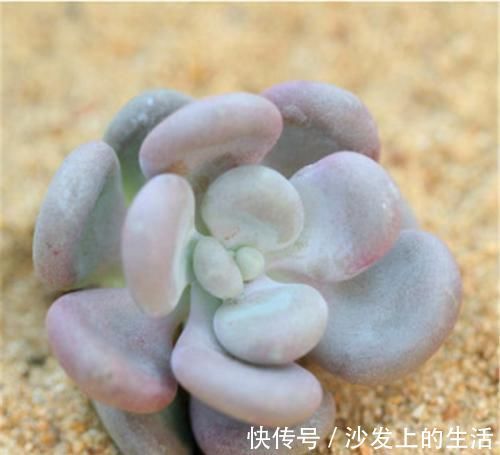 叶片|多肉中的“美人系列”,这六种是代表,养护简单颜值高,适合新手