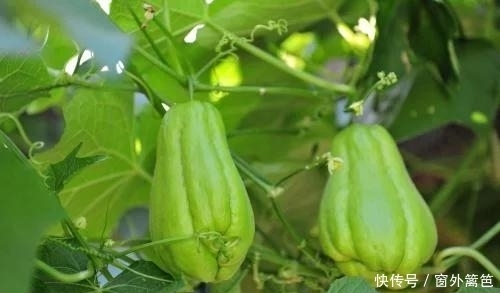 農村這些寶貝野菜 健脾胃 散寒止痛 還清熱燥濕 你吃過幾種 中國熱點