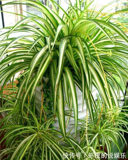 12种“健康花”,家里没太阳,照样长爆盆,贵气漂亮,旺家又养人