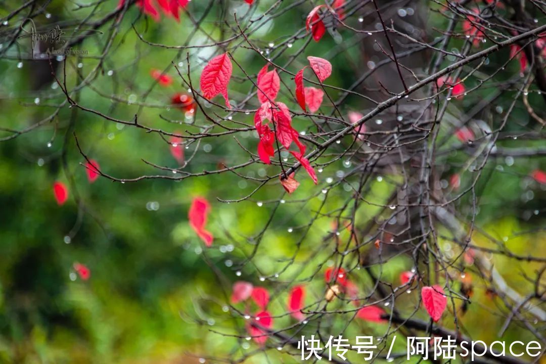 红叶|雨中西溪，长春桥两头的红叶格外喜人，似乎也在过年