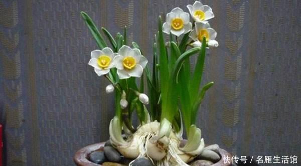 这几种“有毒”花,千万不要养,看见绕道走,别被外表所迷惑