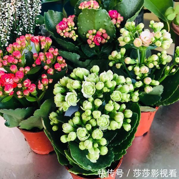 此款网红花,花型饱满似玫瑰,多季节有花赏,是阳台盆栽佳品