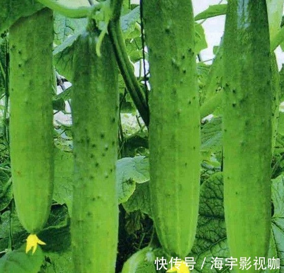 好处|每天晚上坚持吃的食物,美白护肤、滋润身体,好处多多