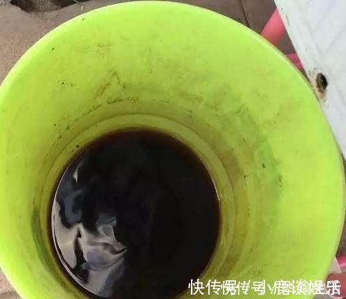 君子兰|浇君子兰加“3种肥水”，养2年不烂根，土壤疏松透气、肥沃促花