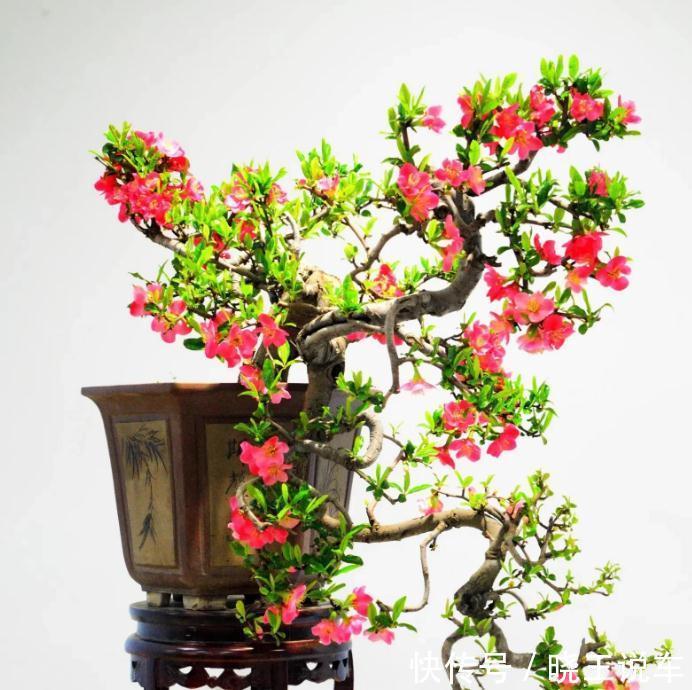 家庭盆景“极品”海棠树,这么一打理,高档大气,开花量大色艳