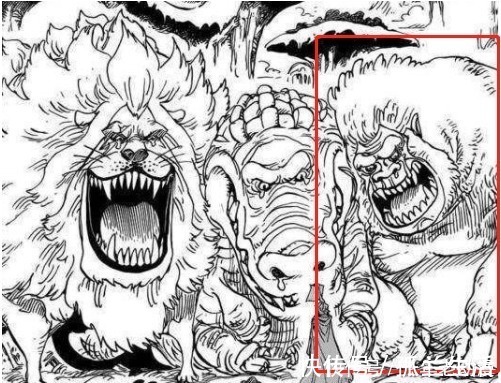 狒狒|海贼王中战斗力超强的几种动物，还有一个击败过索隆!