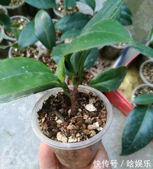天热了就插4种花,生根快长势好,一插一大盆