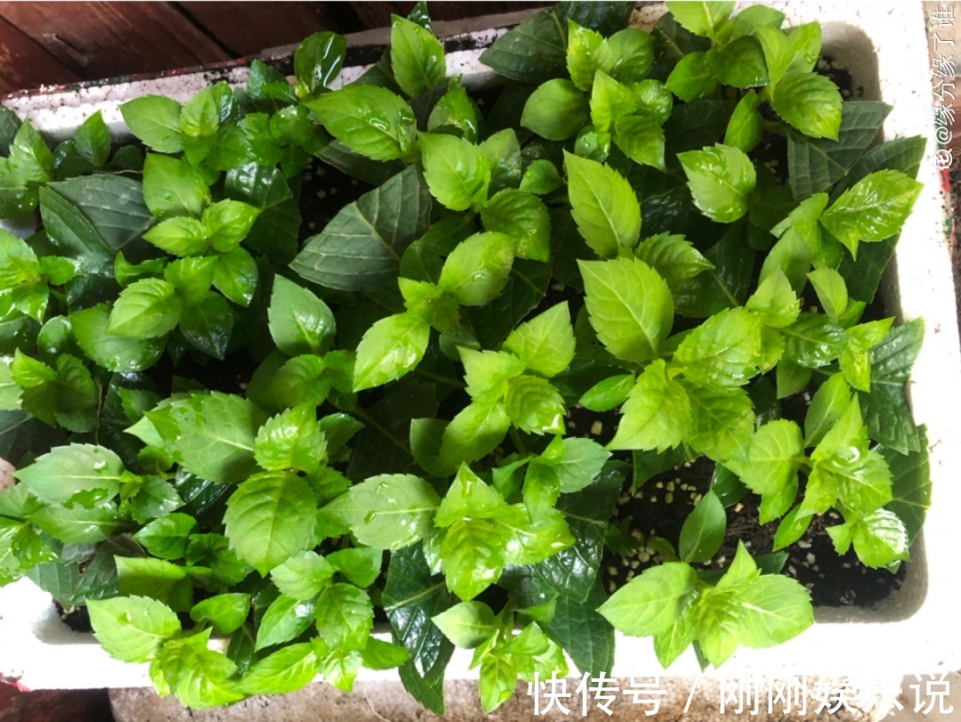 抗病、不招虫的天竺葵，屋里养一盆，开花一茬接一茬