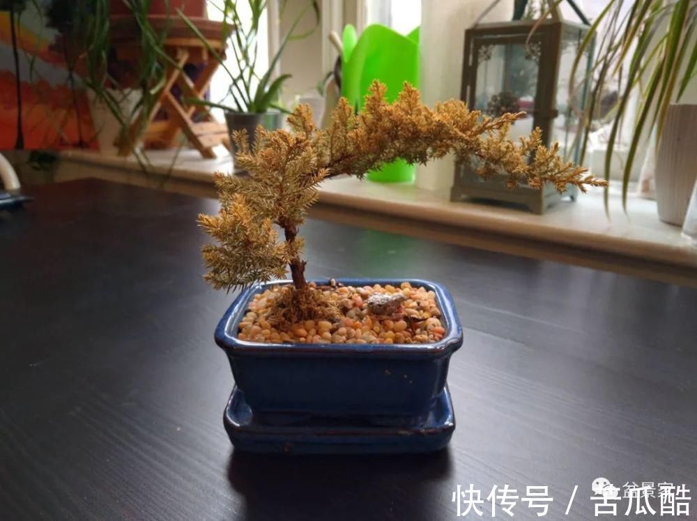 植物体|玩好盆景不容易，玩死它却是手到擒来