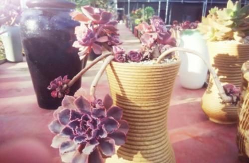 还在为多肉晚霞之舞是单头而操心?建议这样养,它就可以轻松爆盆