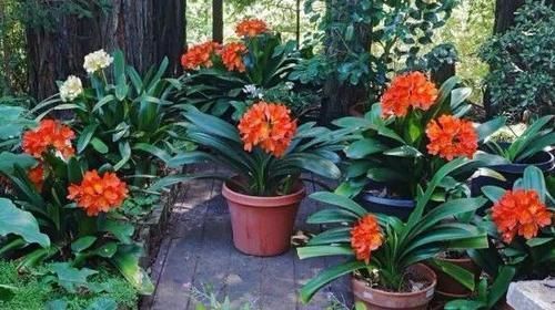 环境温度|君子兰养了7年,长得好却不开花?快催花,1个月就爆出大花头