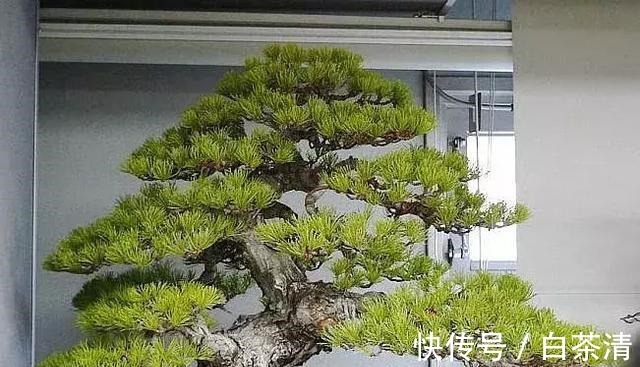 什么算的上是好盆景学会看芯,芯是盆景的重点