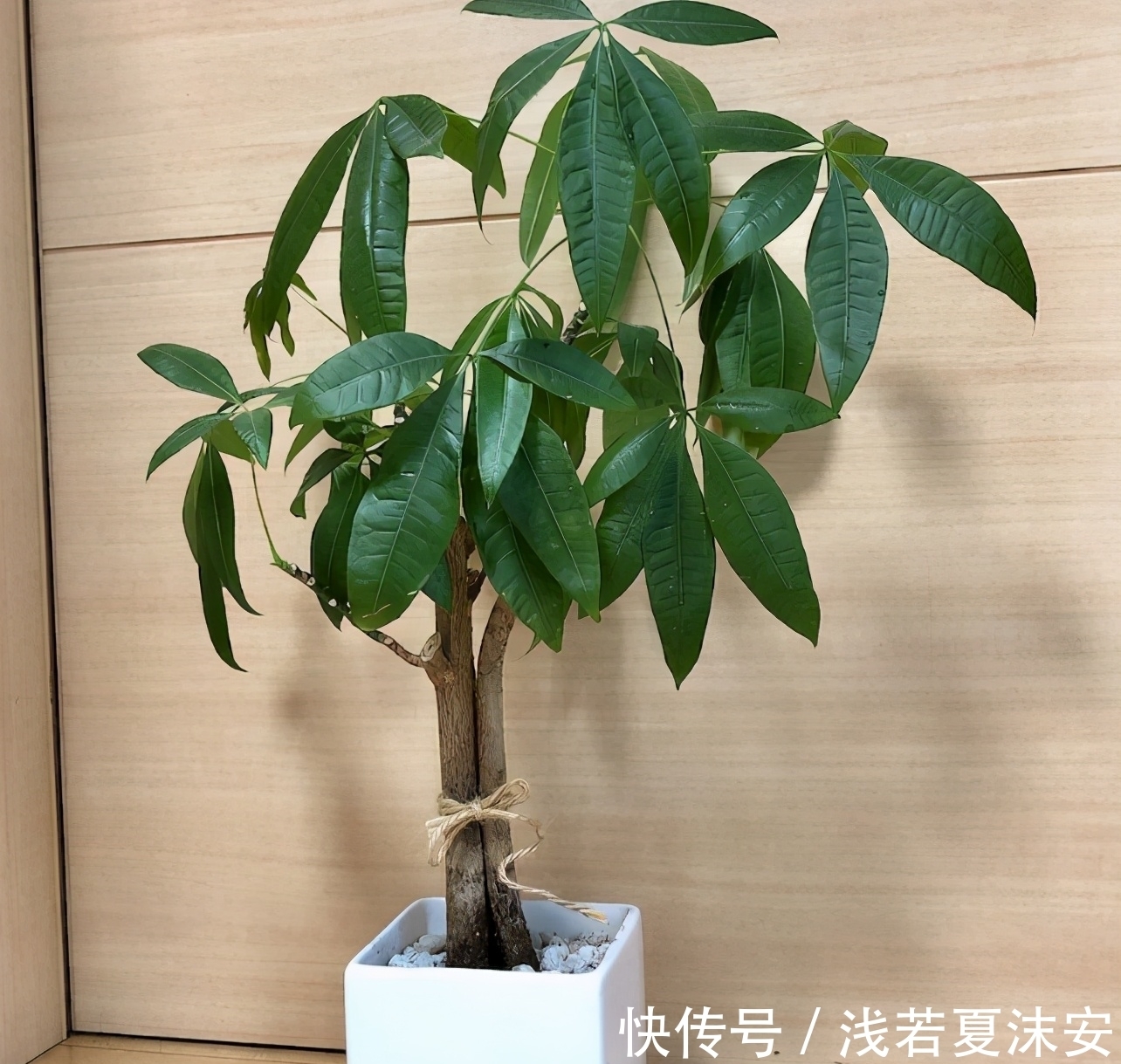 记住这几个小窍门,发财树盆栽一年四季枝肥叶壮,越来越好!