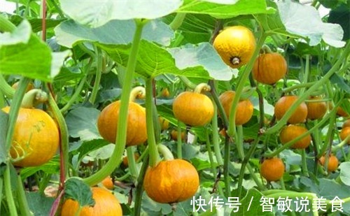 抗衰|女性养生,常吃3种食物,排毒刮油,美容抗衰,增强体质