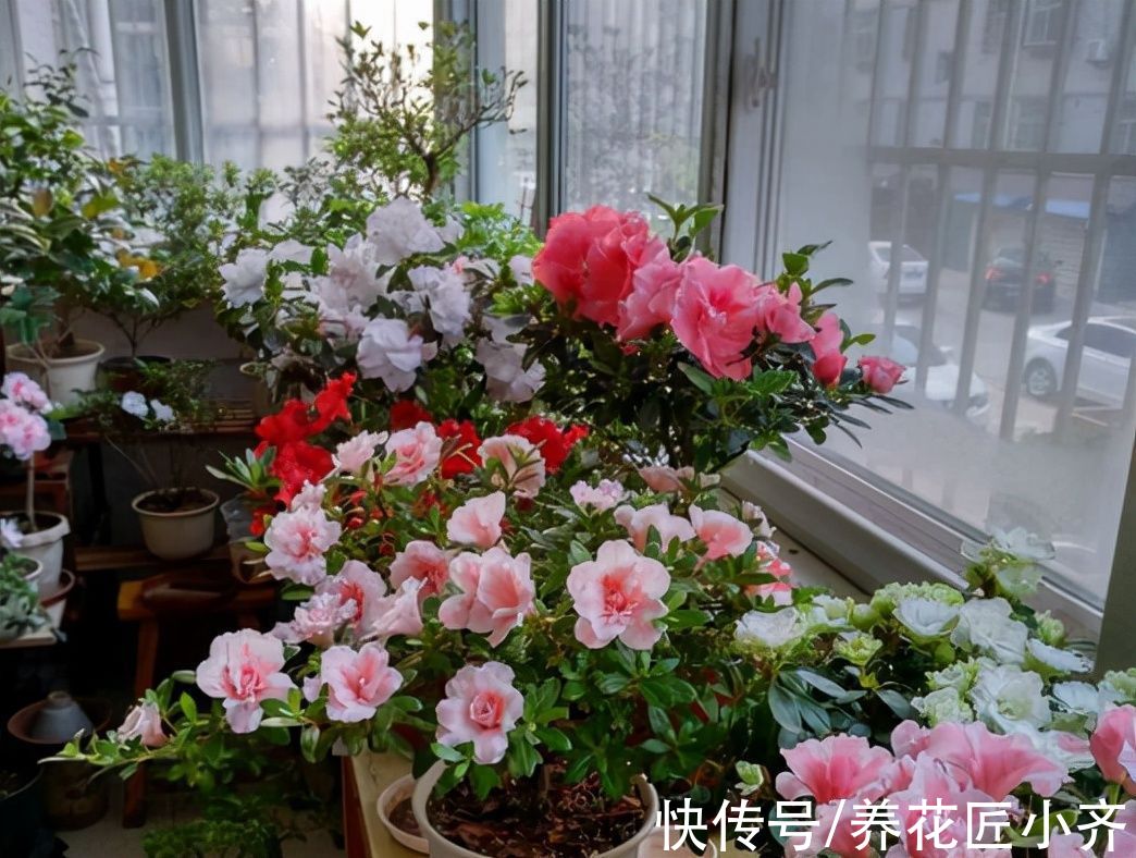 为什么养花总是生虫?如果你能做好3点,养花几乎不招虫