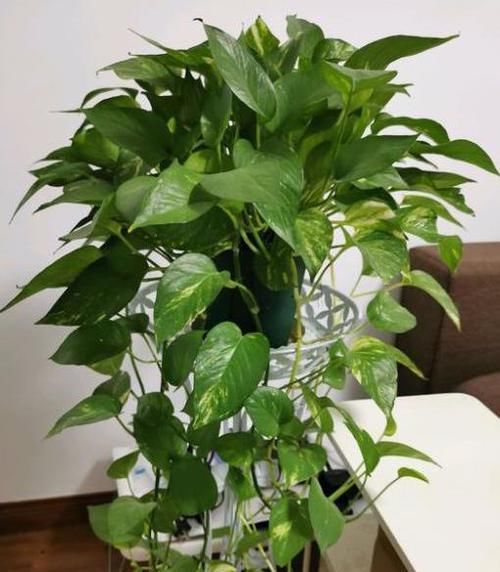  干叶|养绿萝预防大于治疗，不然干叶一直伴随你