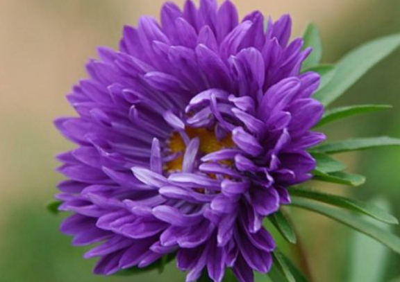 喜欢菊花，不如养盆“菊之珍品”，似金玉明珠，娇巧迷人，美极了