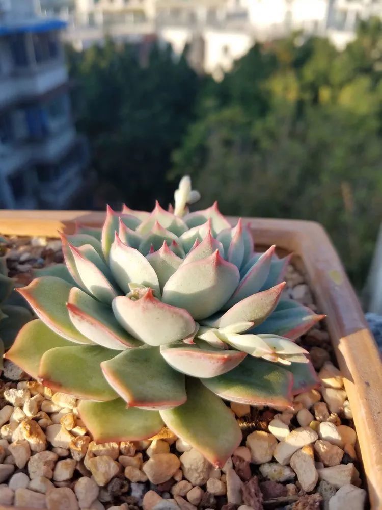 养肉三年,分享养肉经验,谈谈适合逆开挂区的多肉!