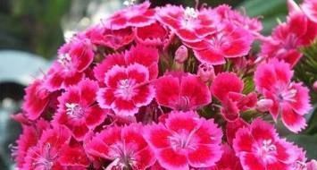 三色堇|花期超长的6款花，养1盆能全年赏花，好看又好养