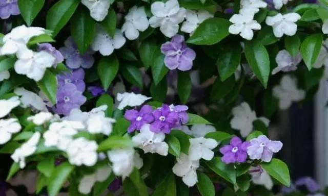 非常好养的“双色茉莉”，花期长，花朵颜色多，邻居看了都羡慕