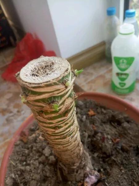 叶子|嫌花长的丑,趁现在砍头,满盆都是新叶子!