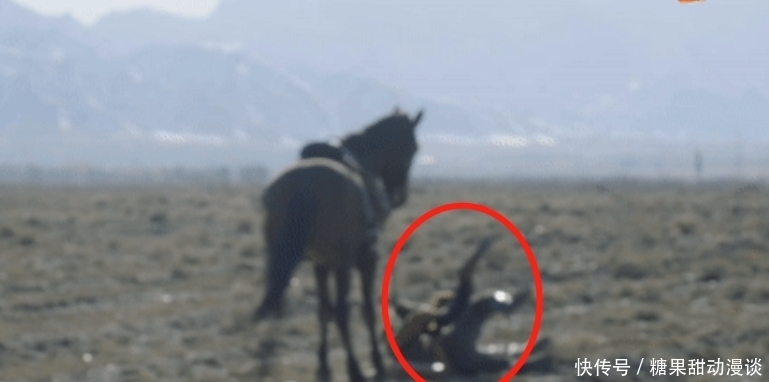 沙海 反盗猎剧《猎狼者》开分8.1!幕后秦昊上马被踢伤,敬业值得称赞