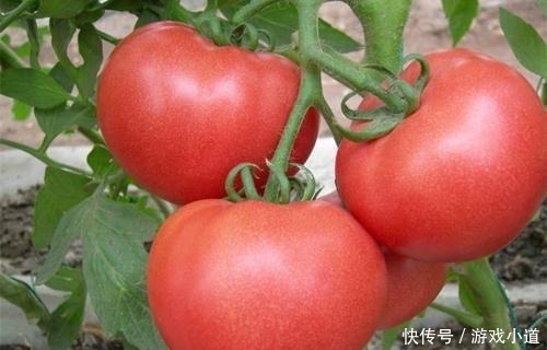 西红柿挑红色的还是粉色的菜农无意说漏嘴,30年的西红柿白吃了!