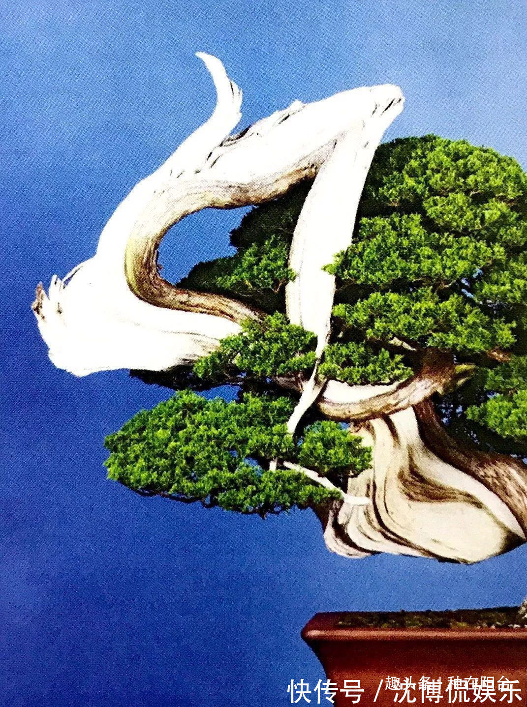 台友们|老实交代,你们觉得盆景制作步骤太难记吧那就念这十字箴言咯!