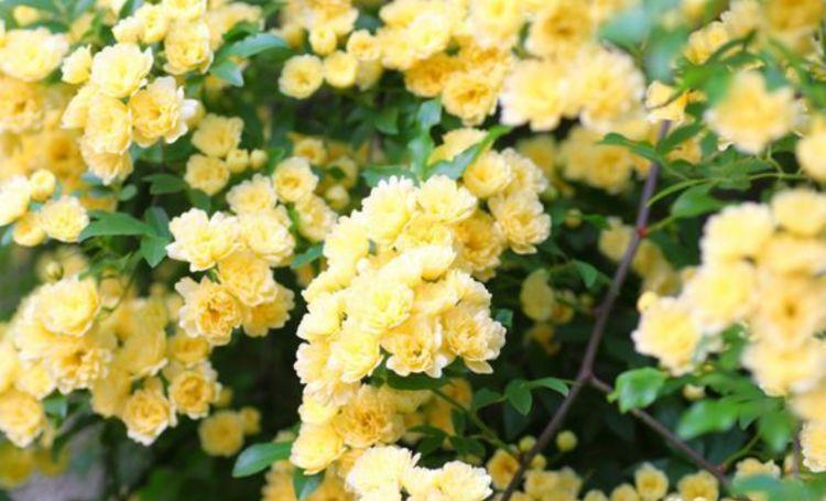 花色|4种花养了就爆盆，沾土就能活，开花就爆盆，不易生病好养护