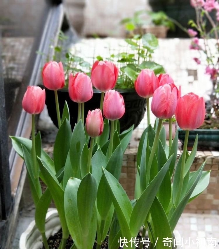 喜欢养花，不如养盆郁金香，花形似牡丹，超级好养