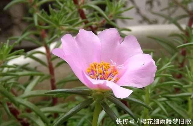 养花就养此3种,开花爆盆很漂亮,养出大花球,天天都能赏花