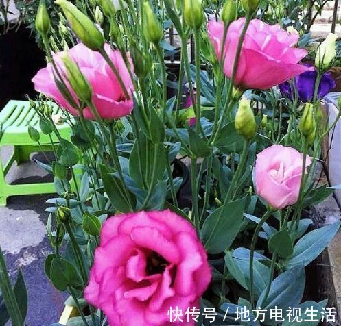 4种花漂亮又容易爆盆，越贱养越爆盆，花香四溢，优雅迷人