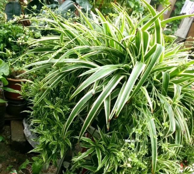 他养的“吊兰”有方法,1年长成“八抓鱼”,大白根挤满盆