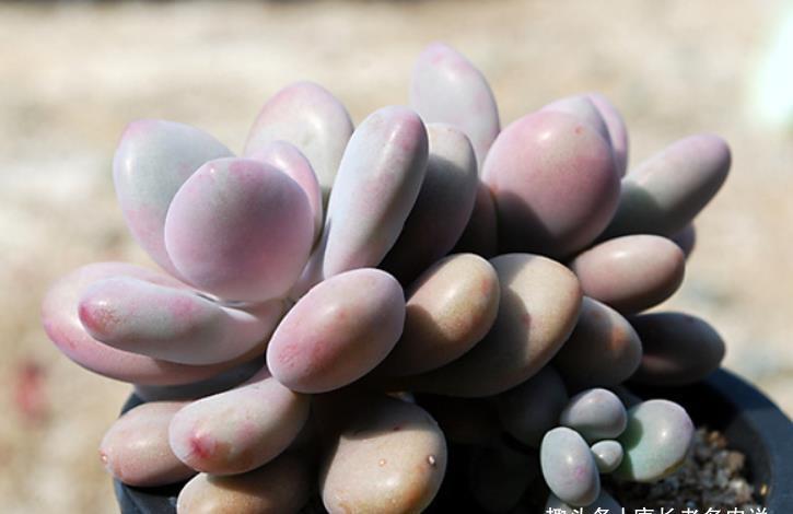 老桩|想听跟肉友分享多肉的故事？这必须有，而且还不少，但你有酒吗？