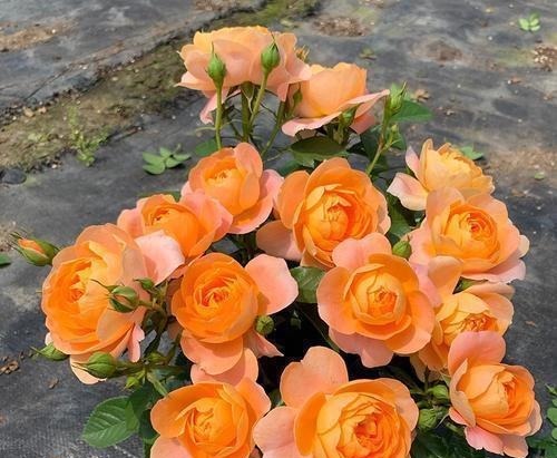 阳台养花在精不在多，3种花好养又好看，值得养一盆