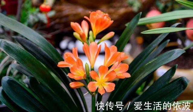 芦荟|家里有四种花,不能送人,送人容易赔钱