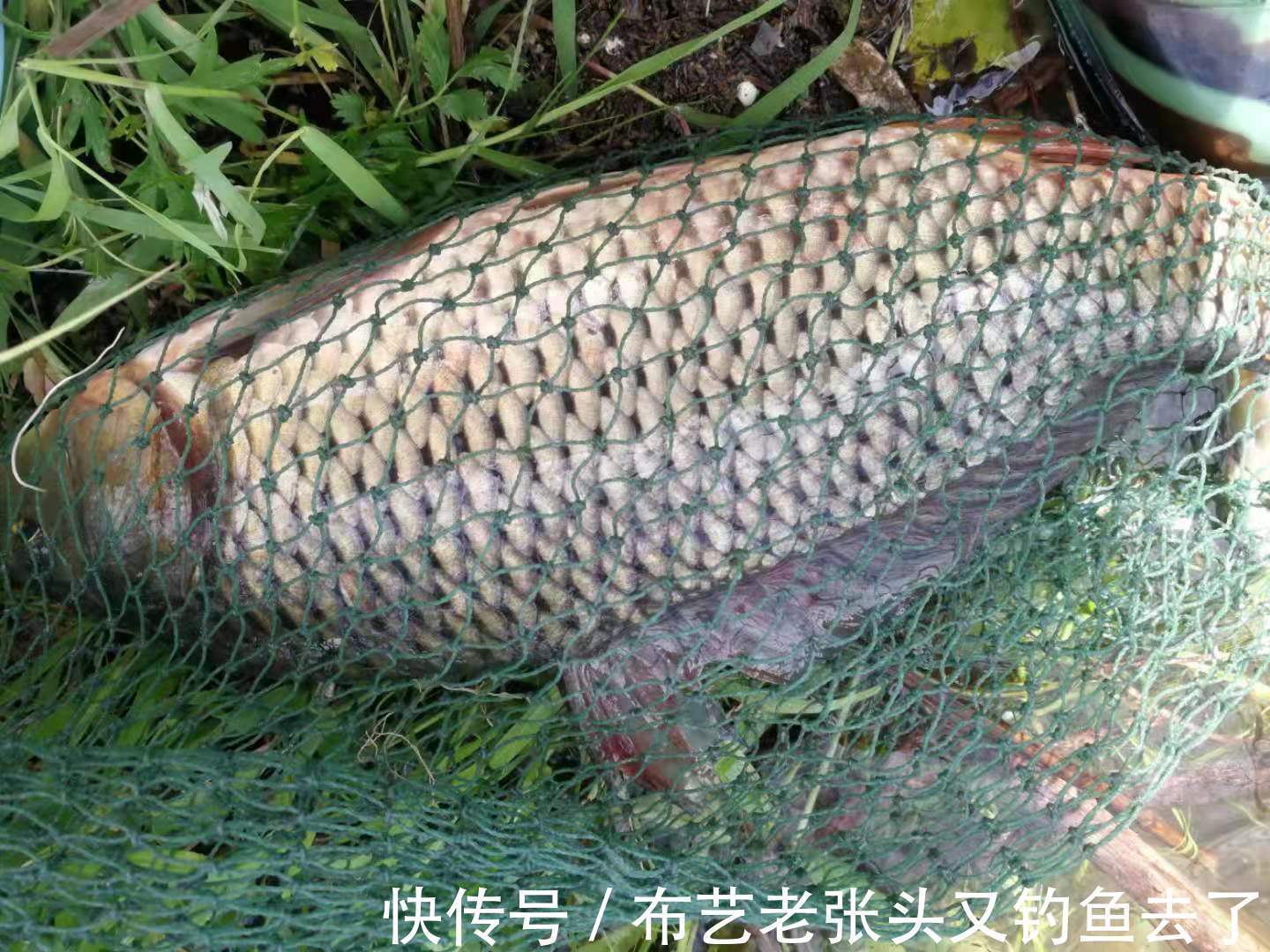 鱼友|夏天气温高,鱼不开口怎么办?那么这个小药能帮你解决