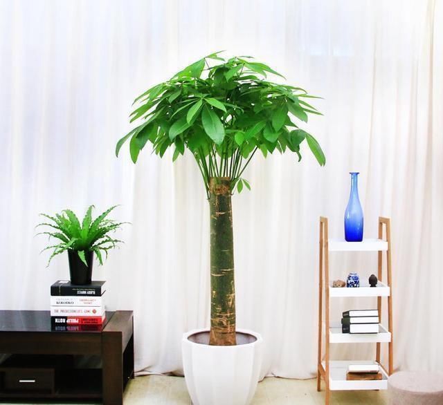 养花离不开花盆,家里有这几种花就用小盆养,根系壮呼呼爆盆