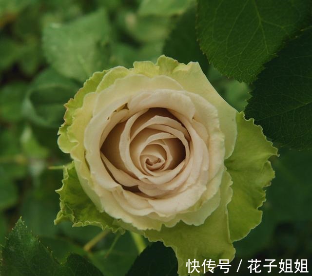 美味|那些名字很美味的月季 秀色可餐 吃货的福音!