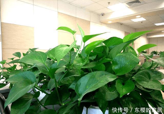 冬季养绿萝,一不小心黄叶了,3招瞬间由黄变绿
